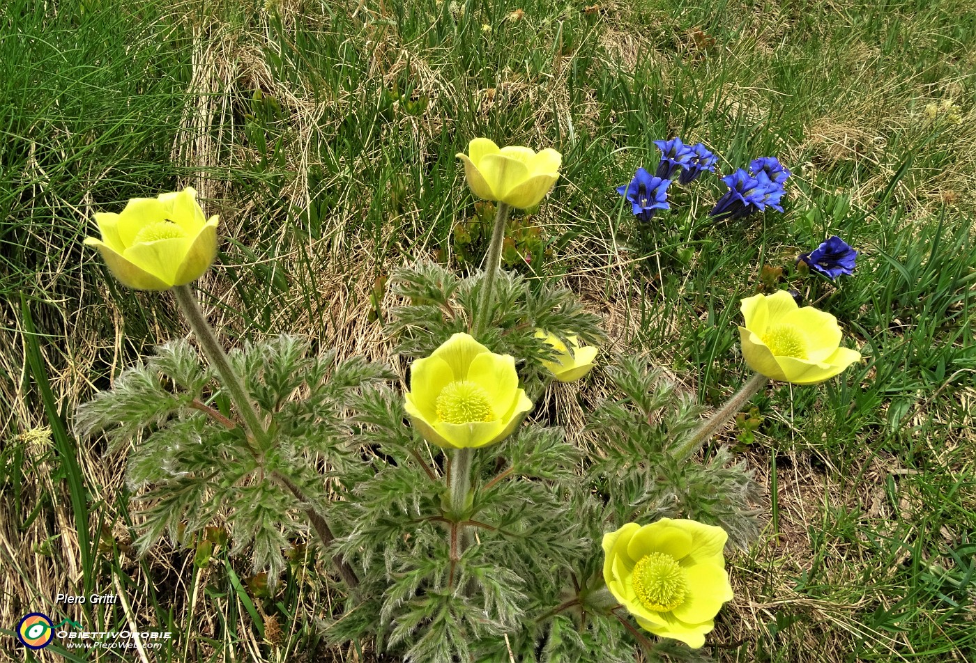 31 Anemoni sulfurei ( Pulsatilla alpina sulphurea) con genziane di Koch (Gentiana acalulis).JPG